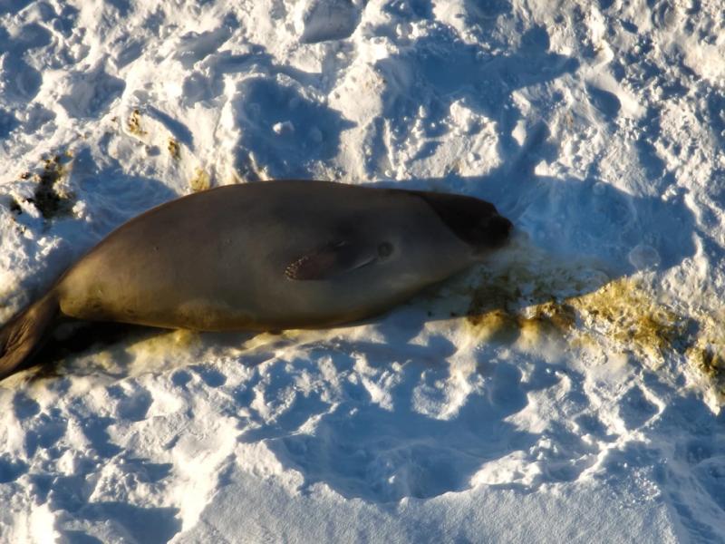 Українські полярники показали нашестя морських котиків біля станції "Академік Вернадський"