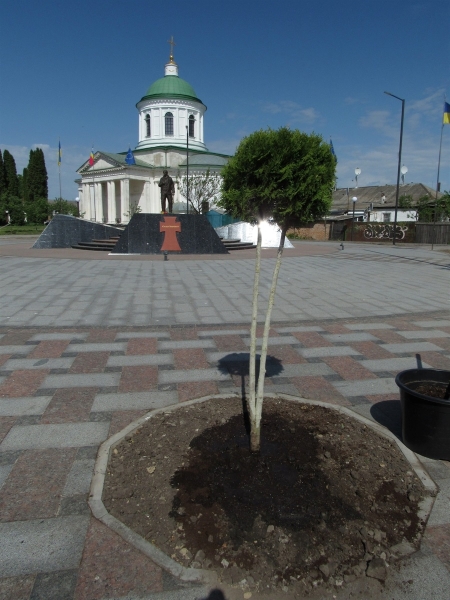 ВШАНУВАЛИ ПАМ'ЯТЬ ЗАГИБЛИХ ГЕРОЇВ ТА ВИСАДИЛИ ТУЇ: У НІЖИНІ ВІДЗНАЧИЛИ ДЕНЬ МІСТА