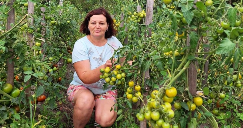 Аджика перцева, яка всім до смаку. Рецепти консервації від корюківчанки Людмили Купрієнко