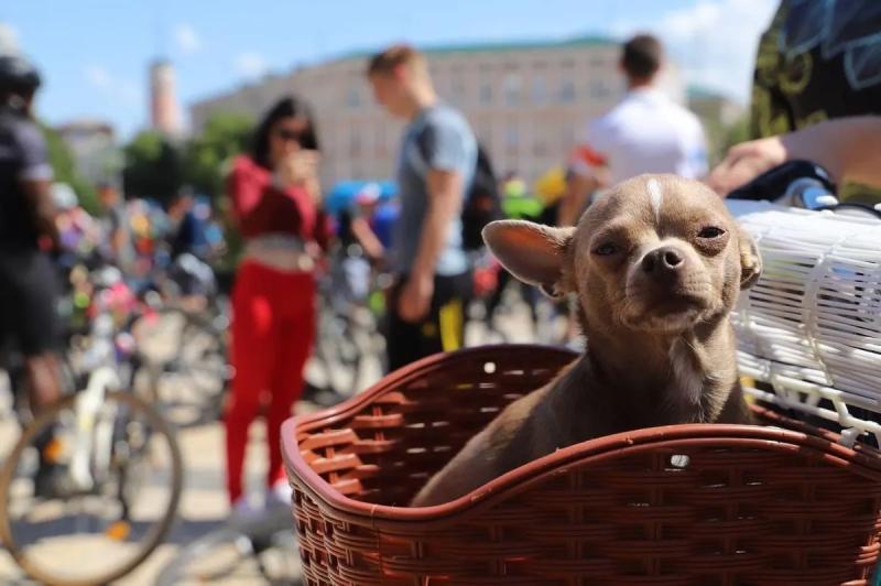 В Україні День рятівника та День усиновлення, Всесвітній день безпеки пацієнтів. Що ще можна відзначити 17 вересня